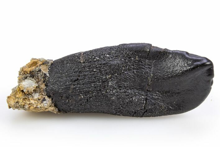 Fossil Camarasaurus Tooth - Bone Cabin Quarry, Wyoming #306659